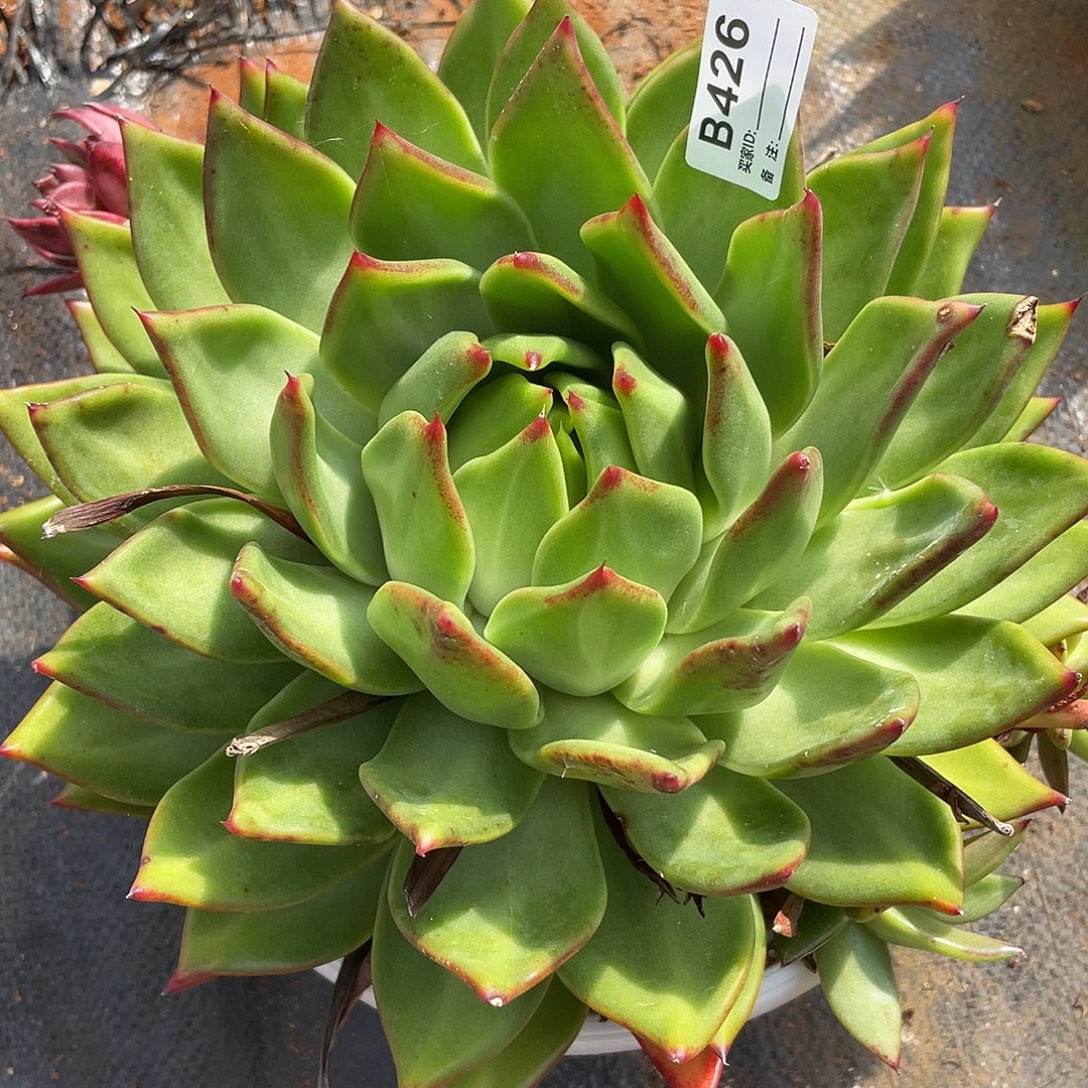 若如东云单拍B426