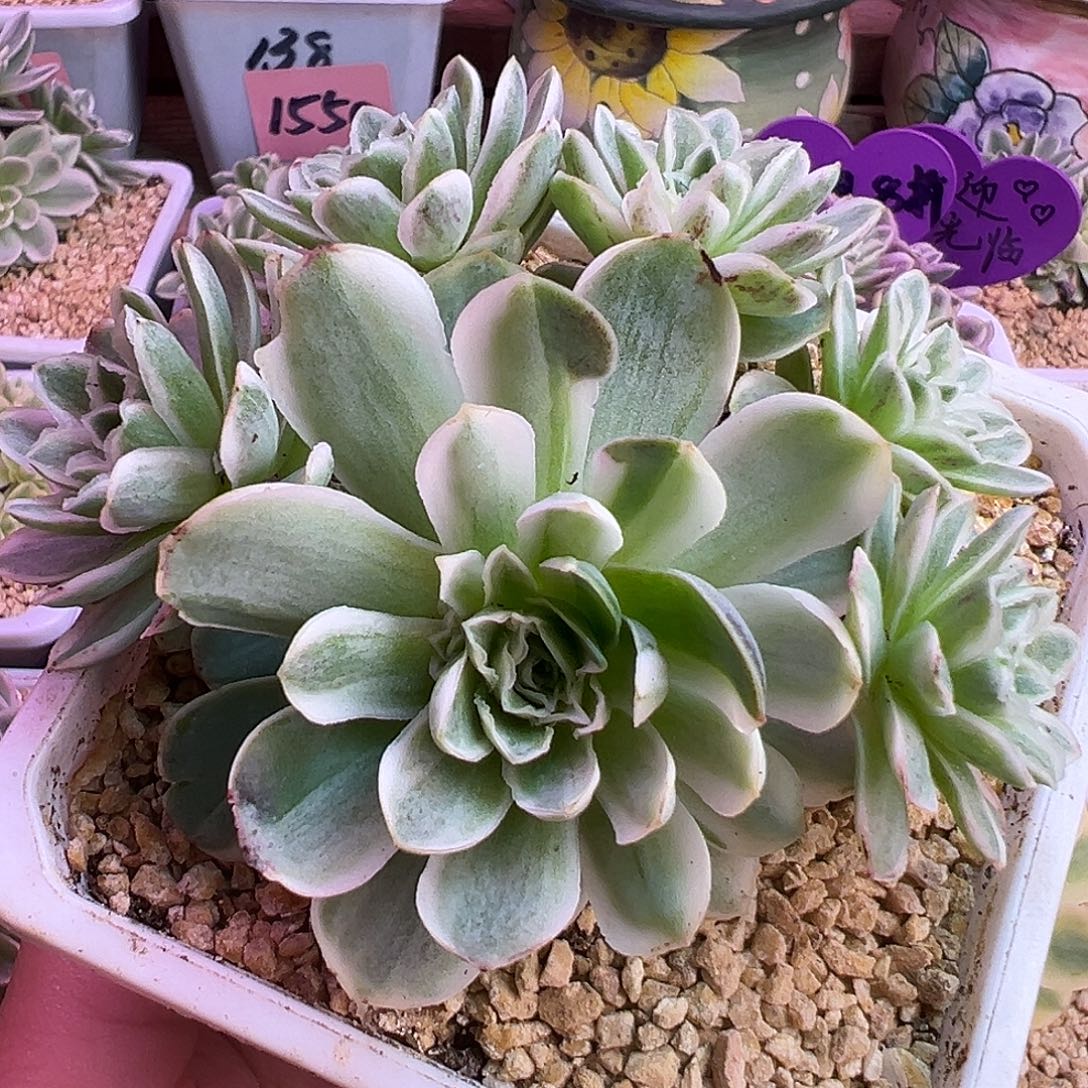 山地玫瑰锦秋夕049号