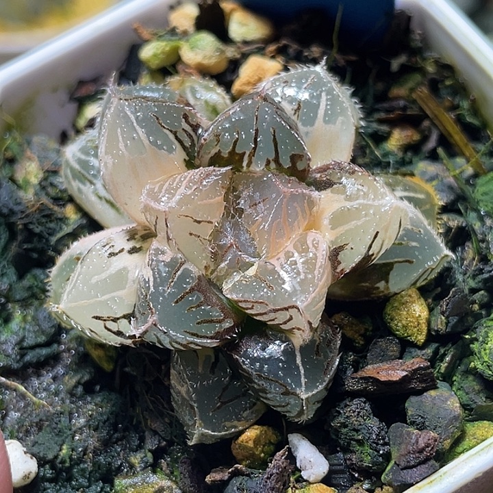 570粉黛锦特选福利