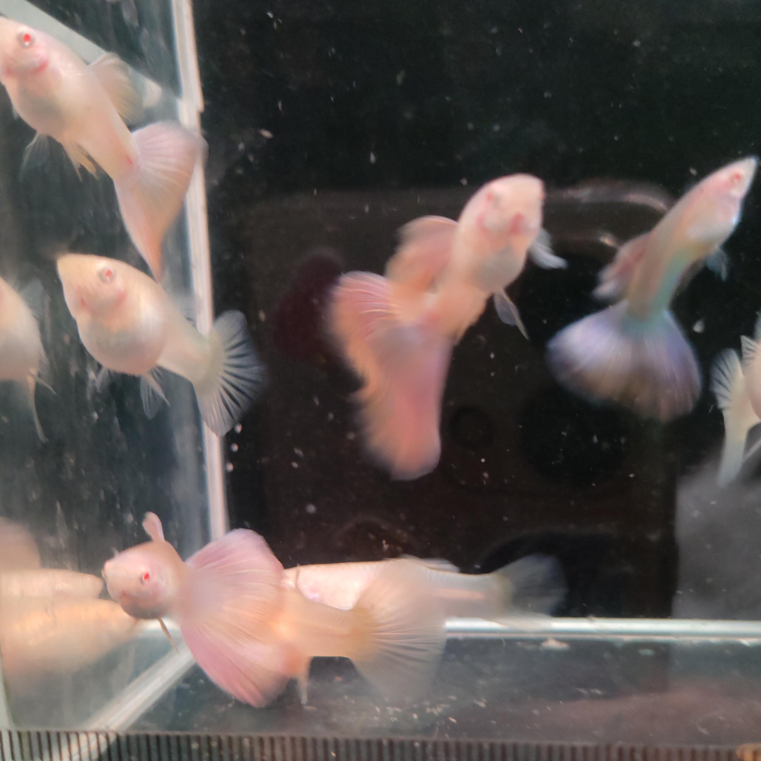 网红金粉孔雀鱼母鱼没有颜色公鱼是淡淡粉颜色