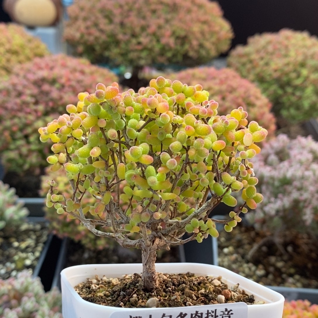 金橘糖球3892枝干番杏