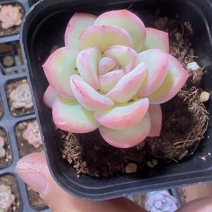 泡芙精品多肉植物