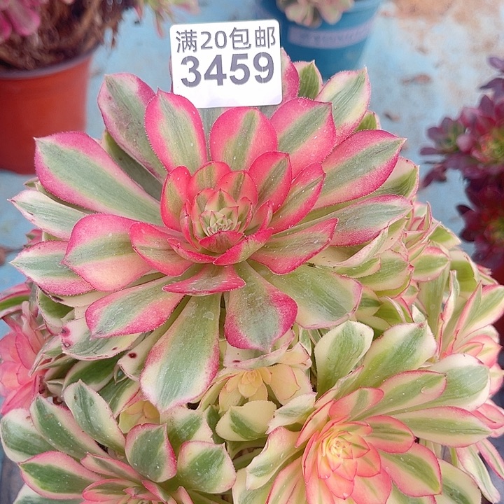 一颗倾城法师3459