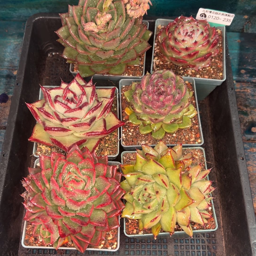 从前慢多肉精选编号0120.235