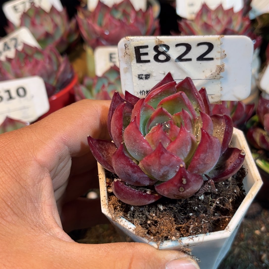 惊鸿一瞥822号d^_^多肉