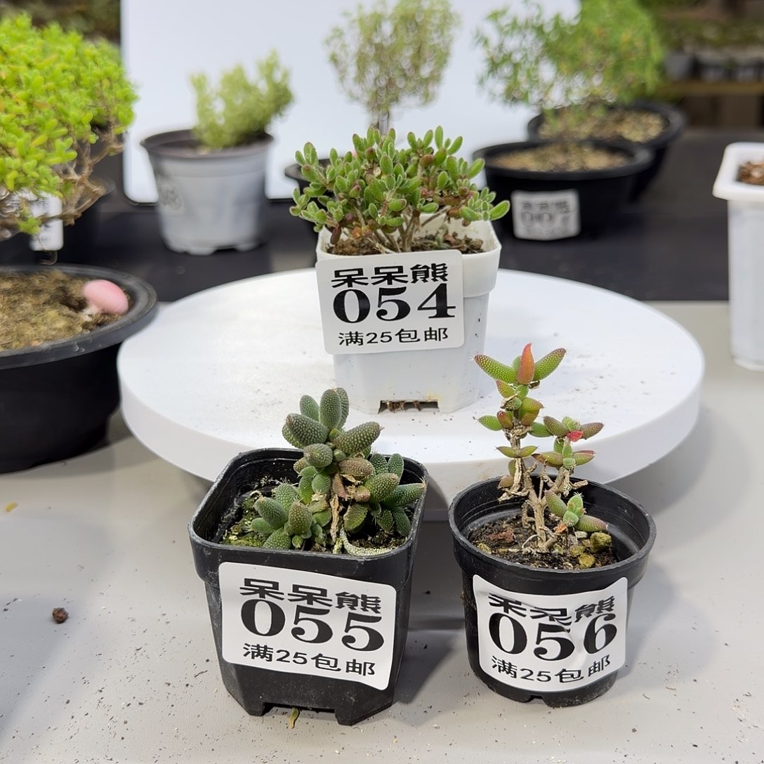 闪电购花卉园艺023