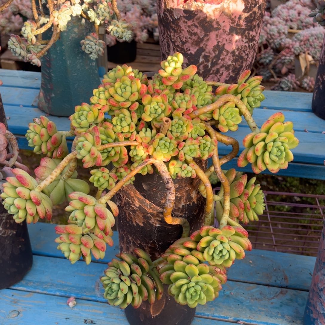 露养老桩悬崖香格里拉