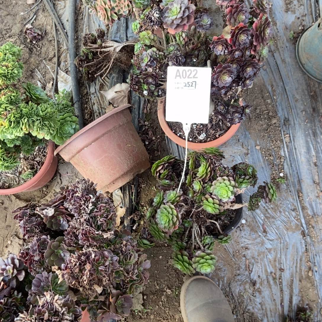 星***愿A022红铜壶干伤处理