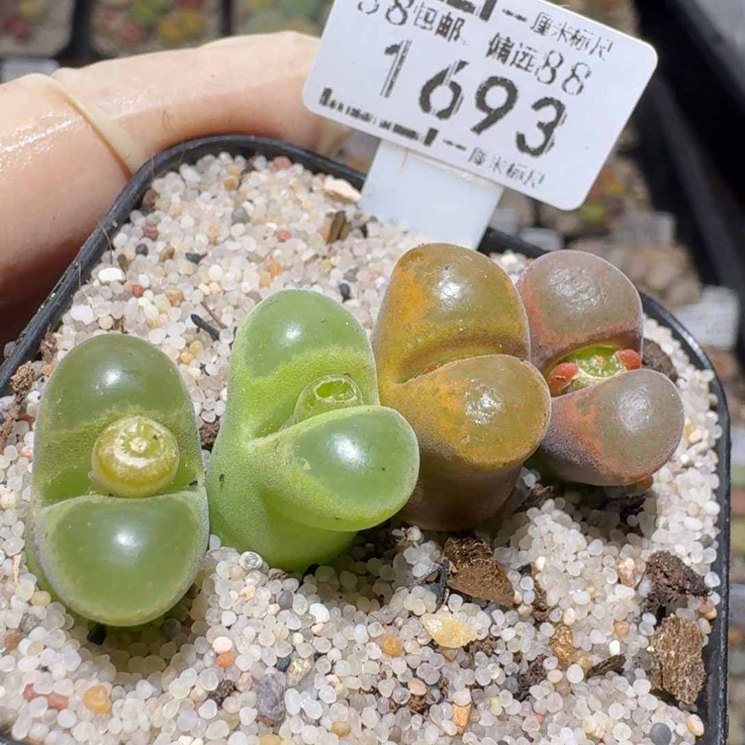 zz好看生石花便宜了1693