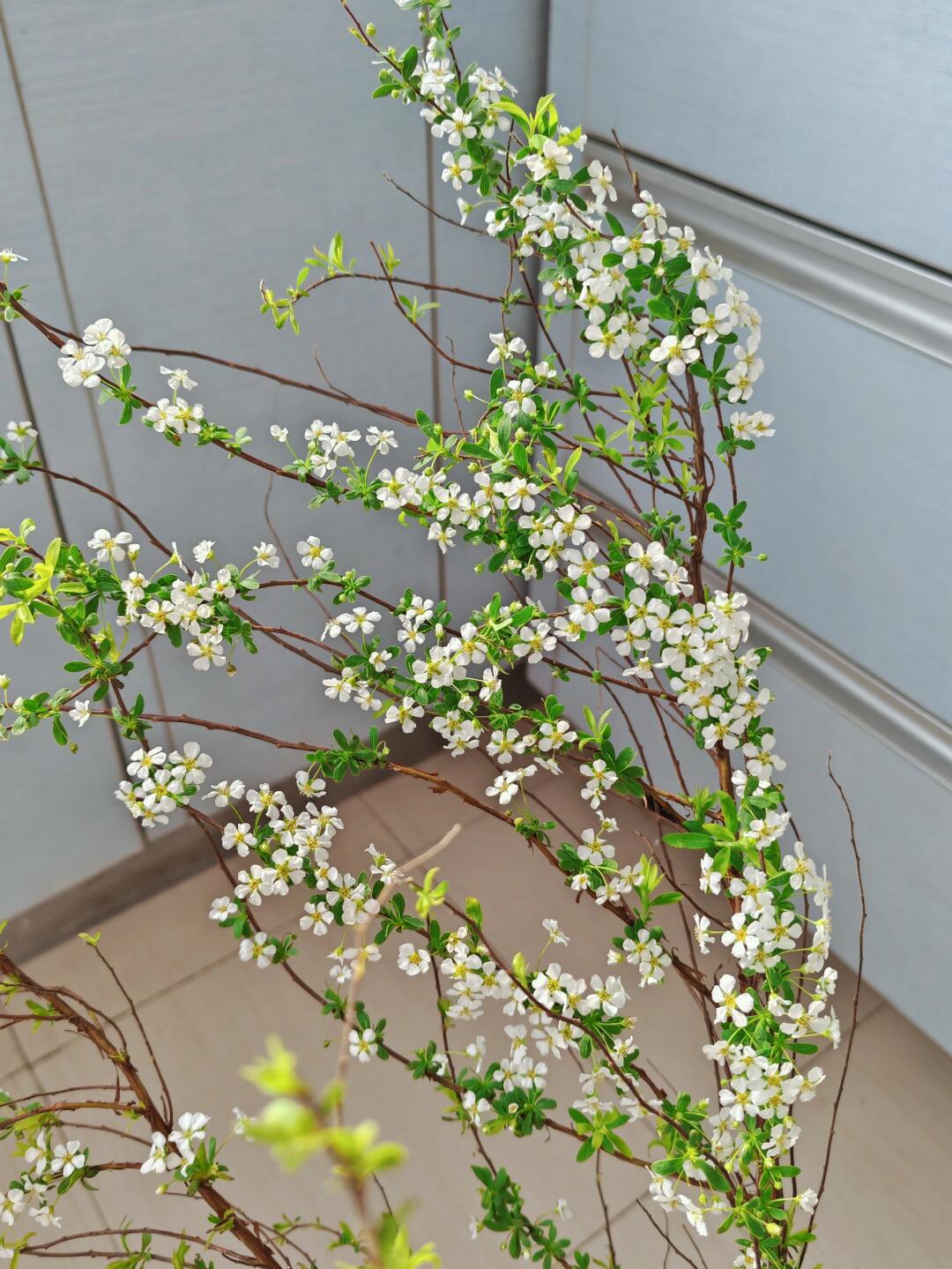 雪柳鲜枝水培植物室内好养活绿植客厅水养花卉