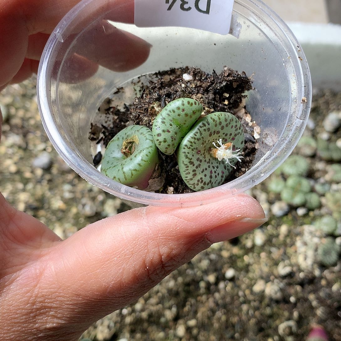 大****瓜D34多肉植物保护