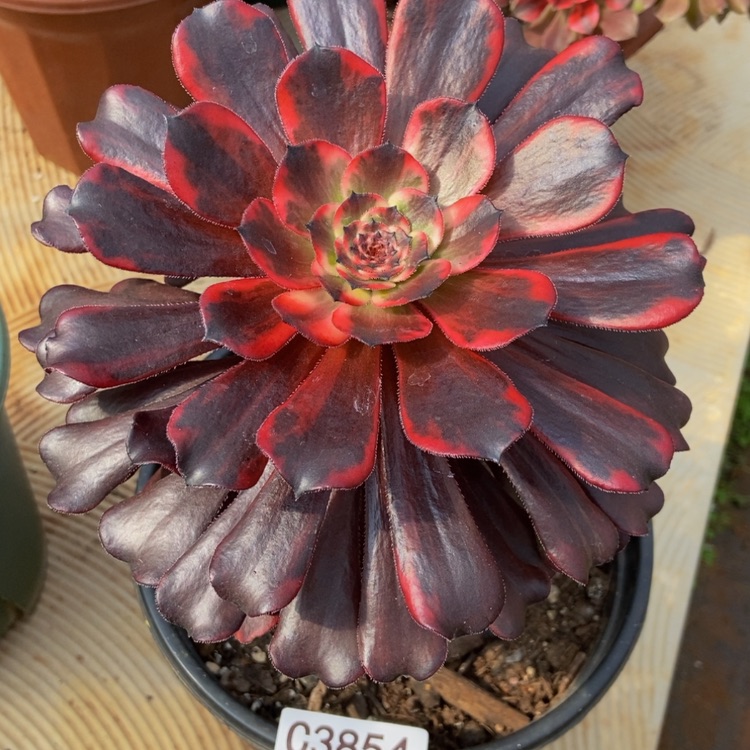 【闪购商品】3854火烧云多肉