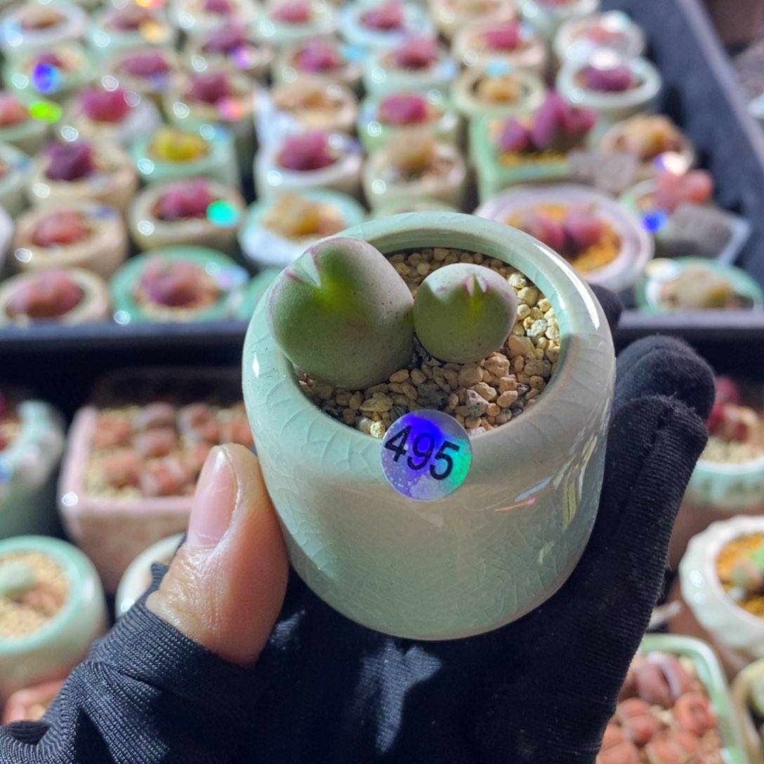 6297--一物一拍 带盆