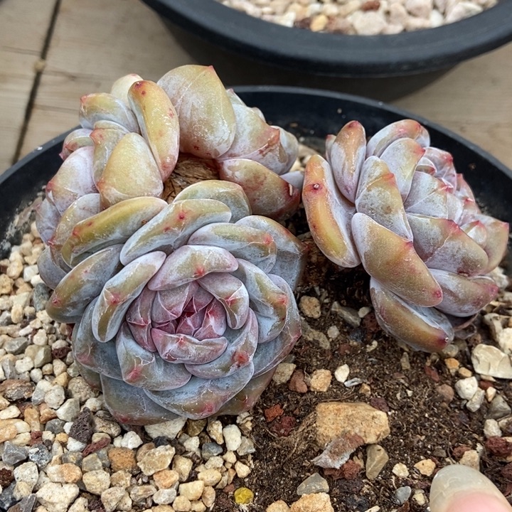 四头绿地紫心油脸粗腿