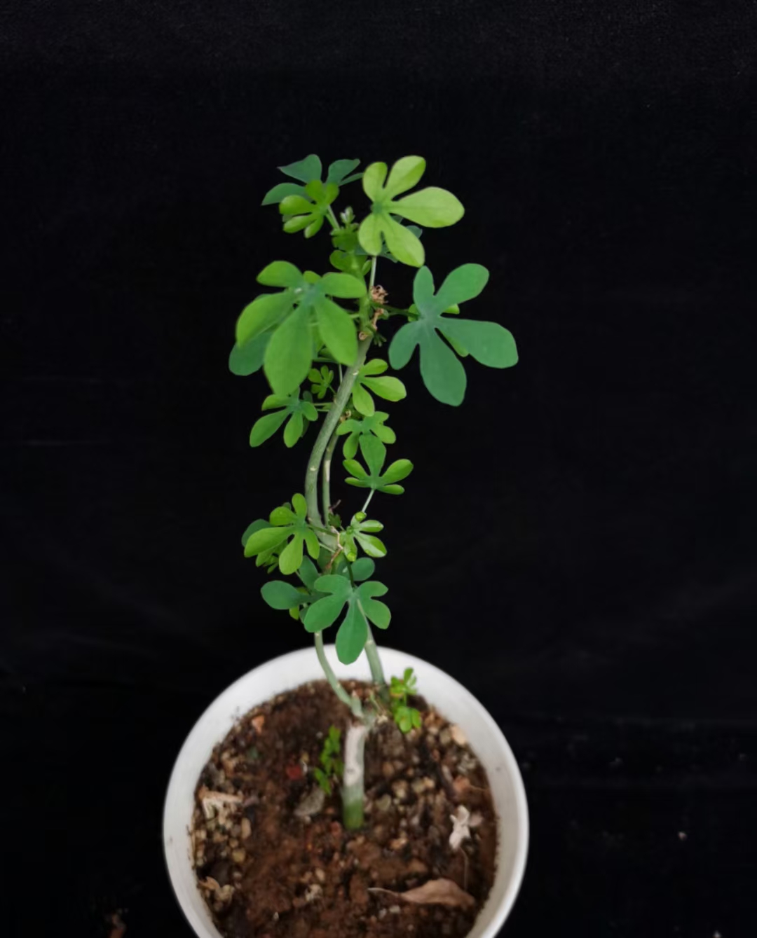 【直播间选款】低木腺蔓块根植物