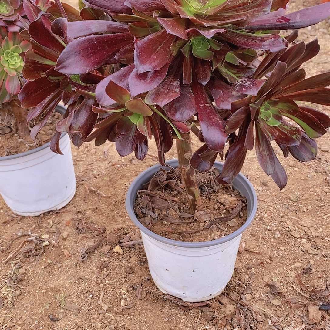 193欧若拉多肉法师