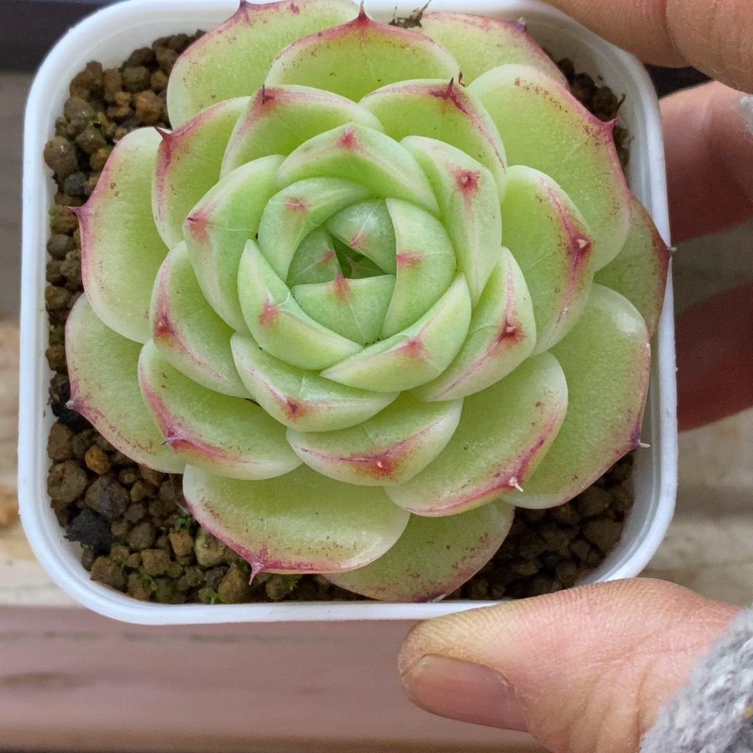 精品多肉一物一拍不包整166