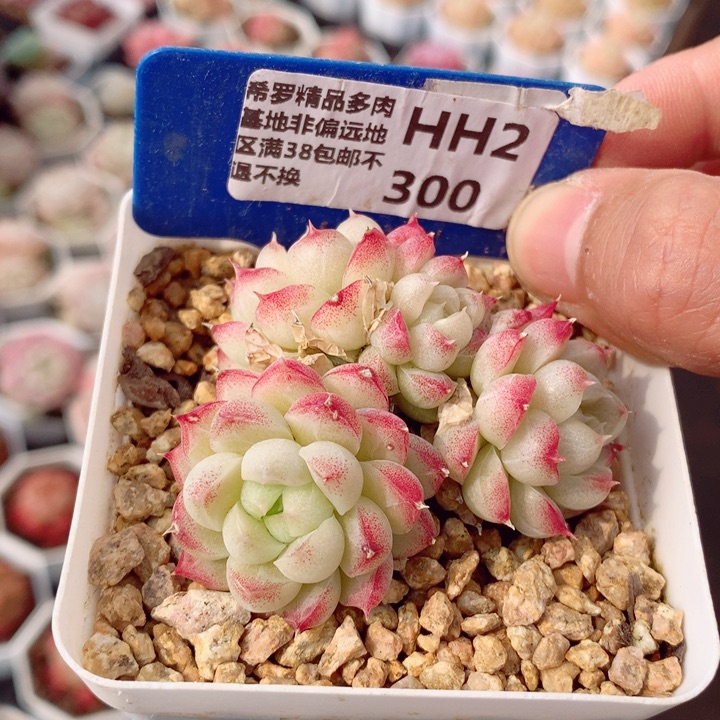 女王6cm不包整群