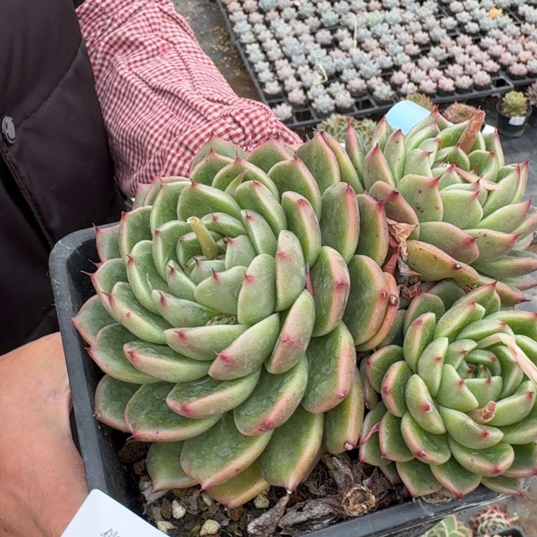 多肉杂交一物一拍23-142