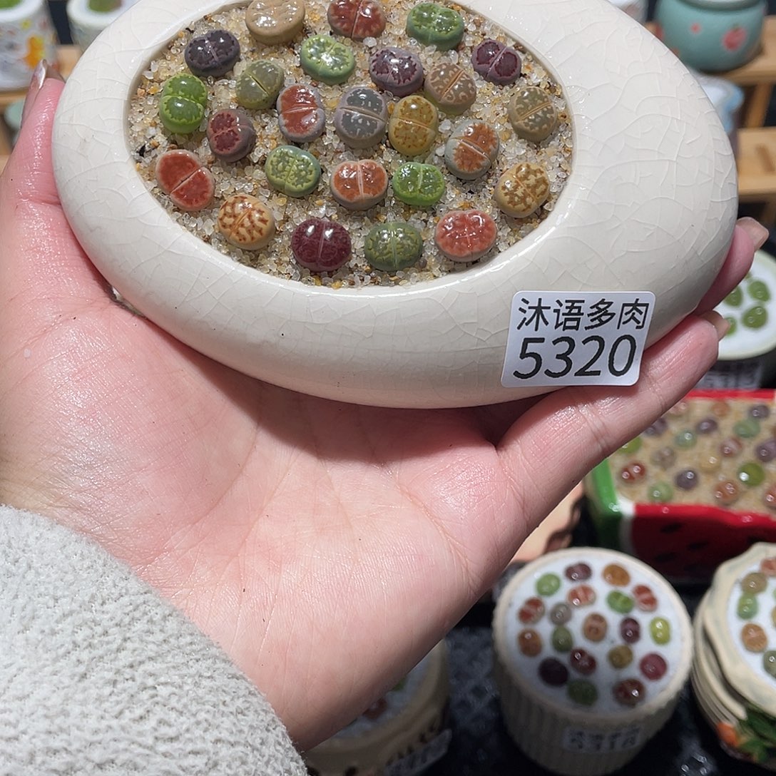 带盆土植物 一物一拍5320