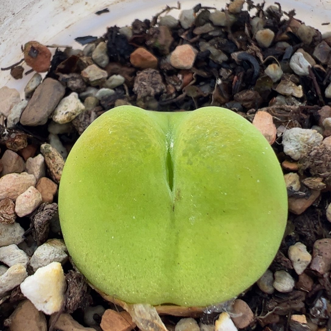 19多肉植物百科知识