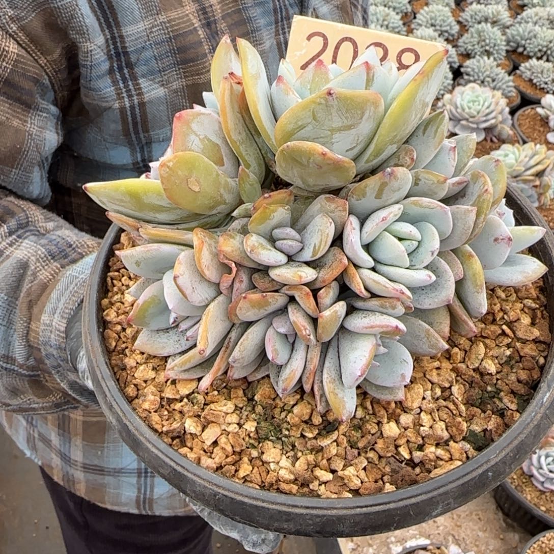 麦***子2038。      奶茶9头多肉