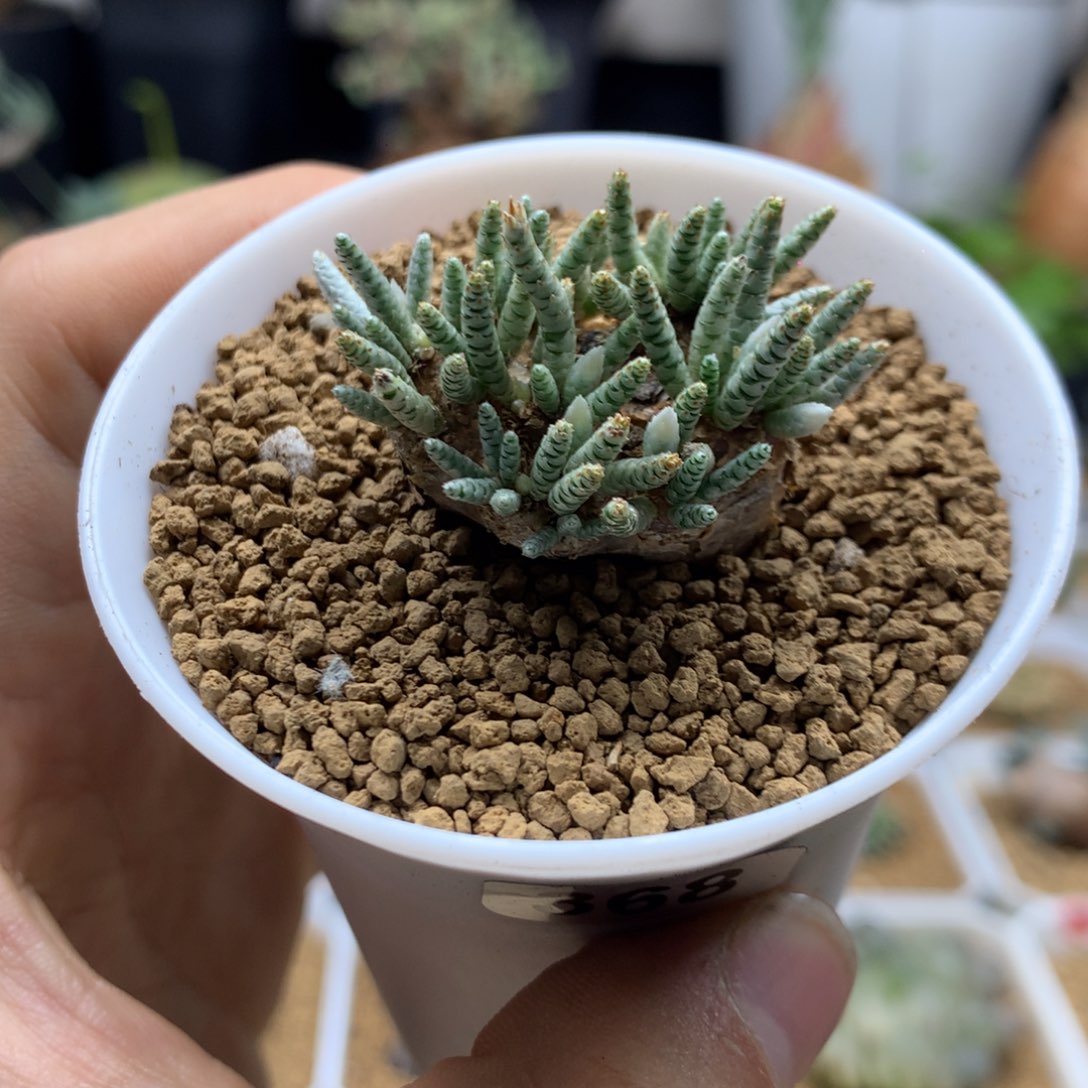 红花韧锦带盆368多肉