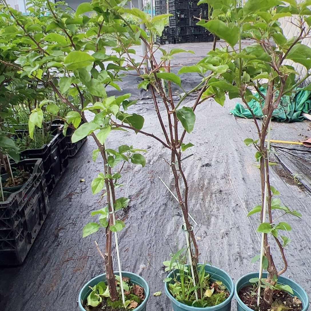 当前无花栽培后可以开花蓝天使一棵