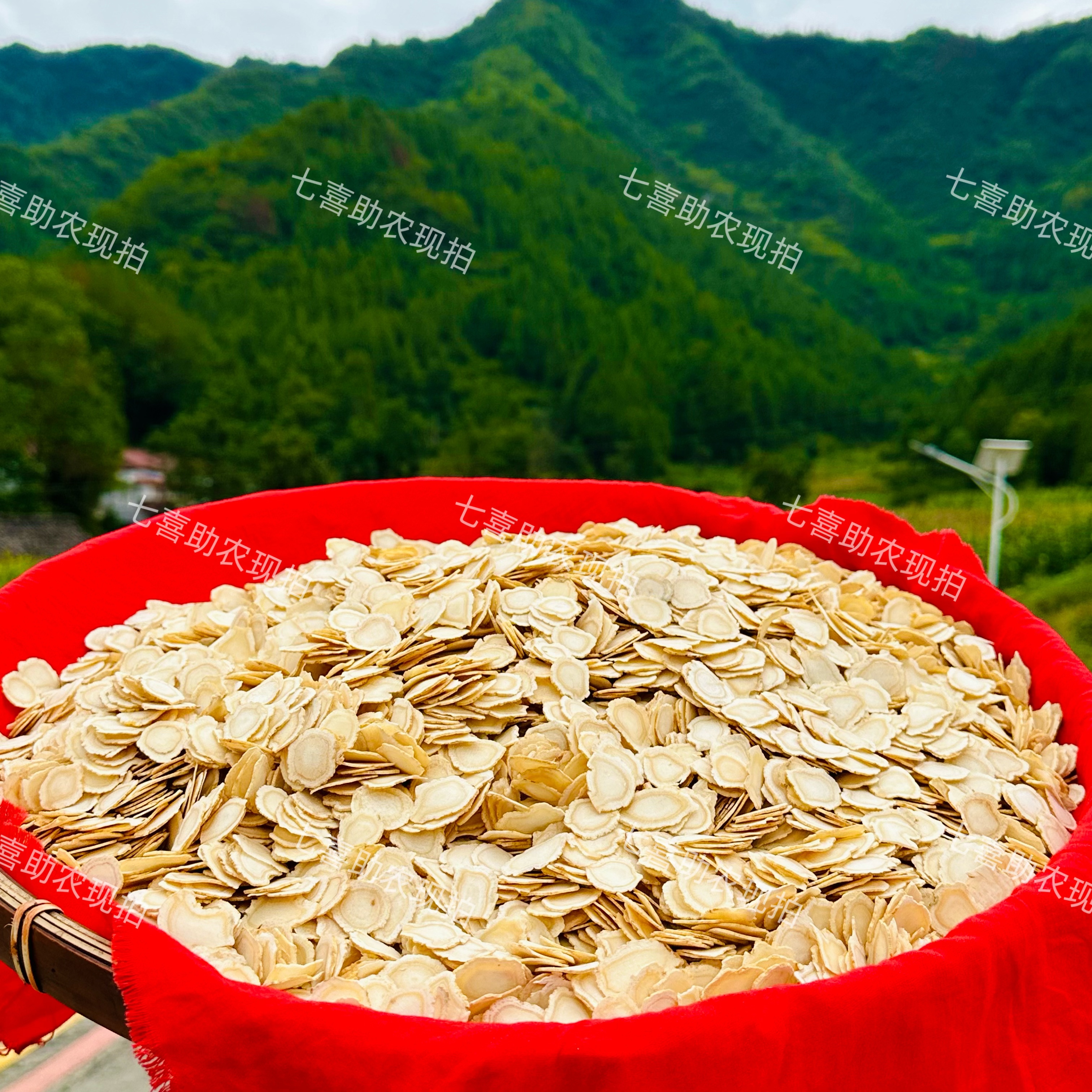 【现收西洋参片】无硫泡水泡酒