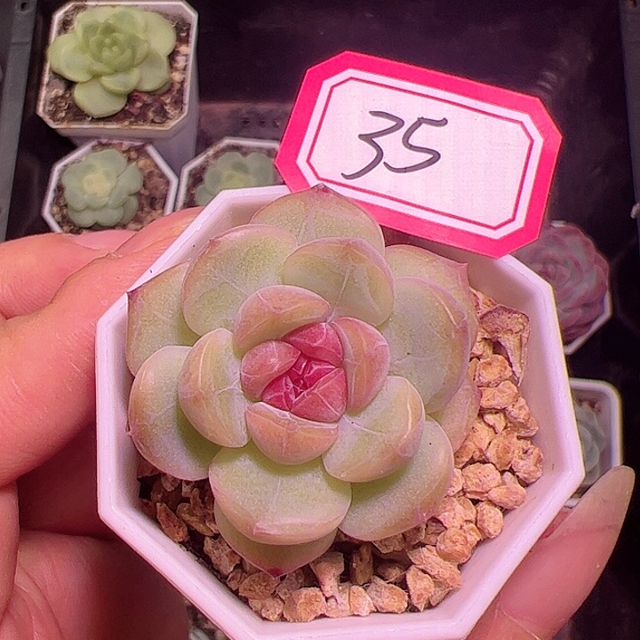 琴心多肉植物单头