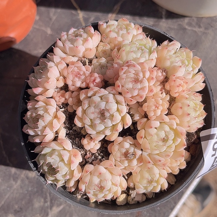 月影杂27115多肉植物