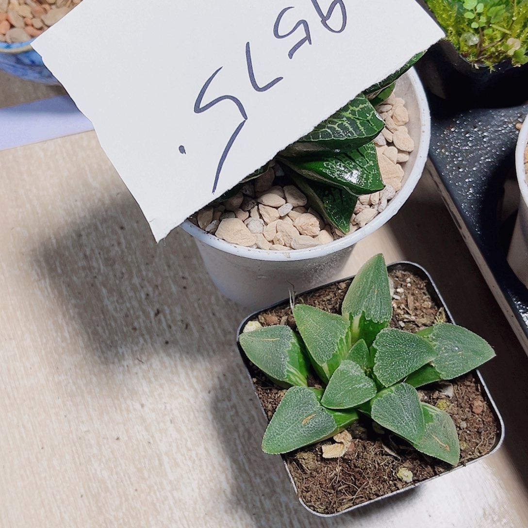 好看的两个肉肉都是精品