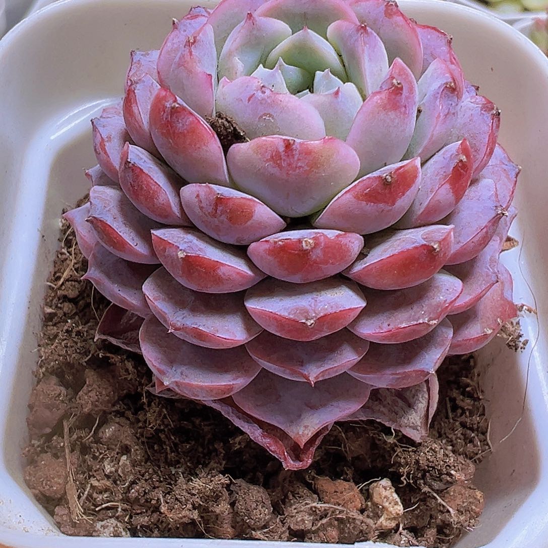 紫宠19包邮多肉植物
