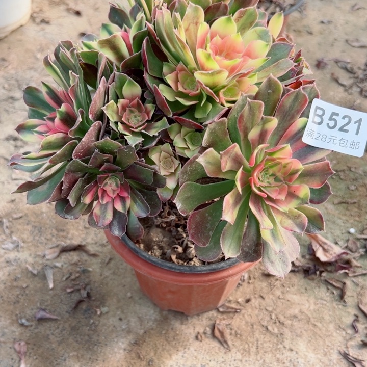 521洛神多肉植物