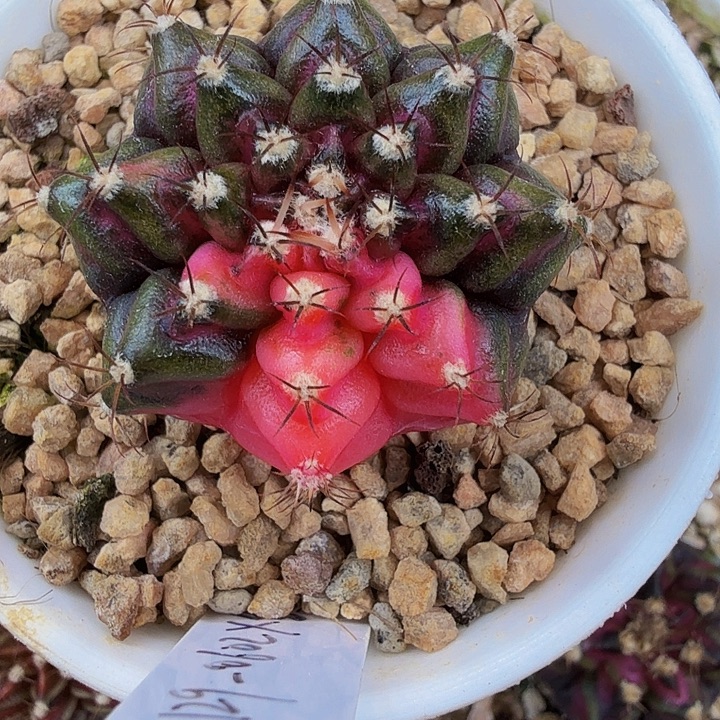 当前无花朵，栽培后可花朵