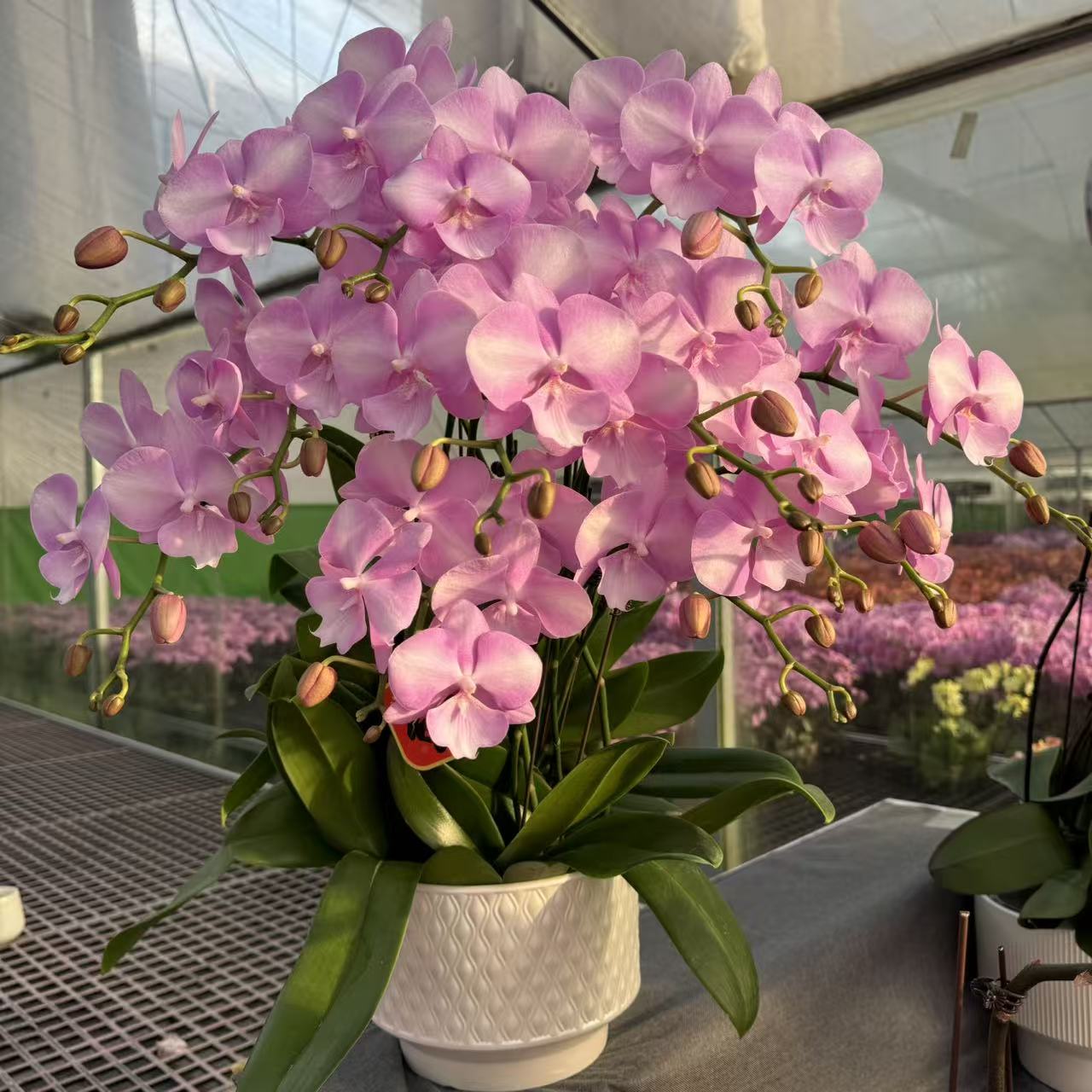 骑士猫 大花型 好养耐养 欧品蝴蝶兰 送人送礼 基地直发