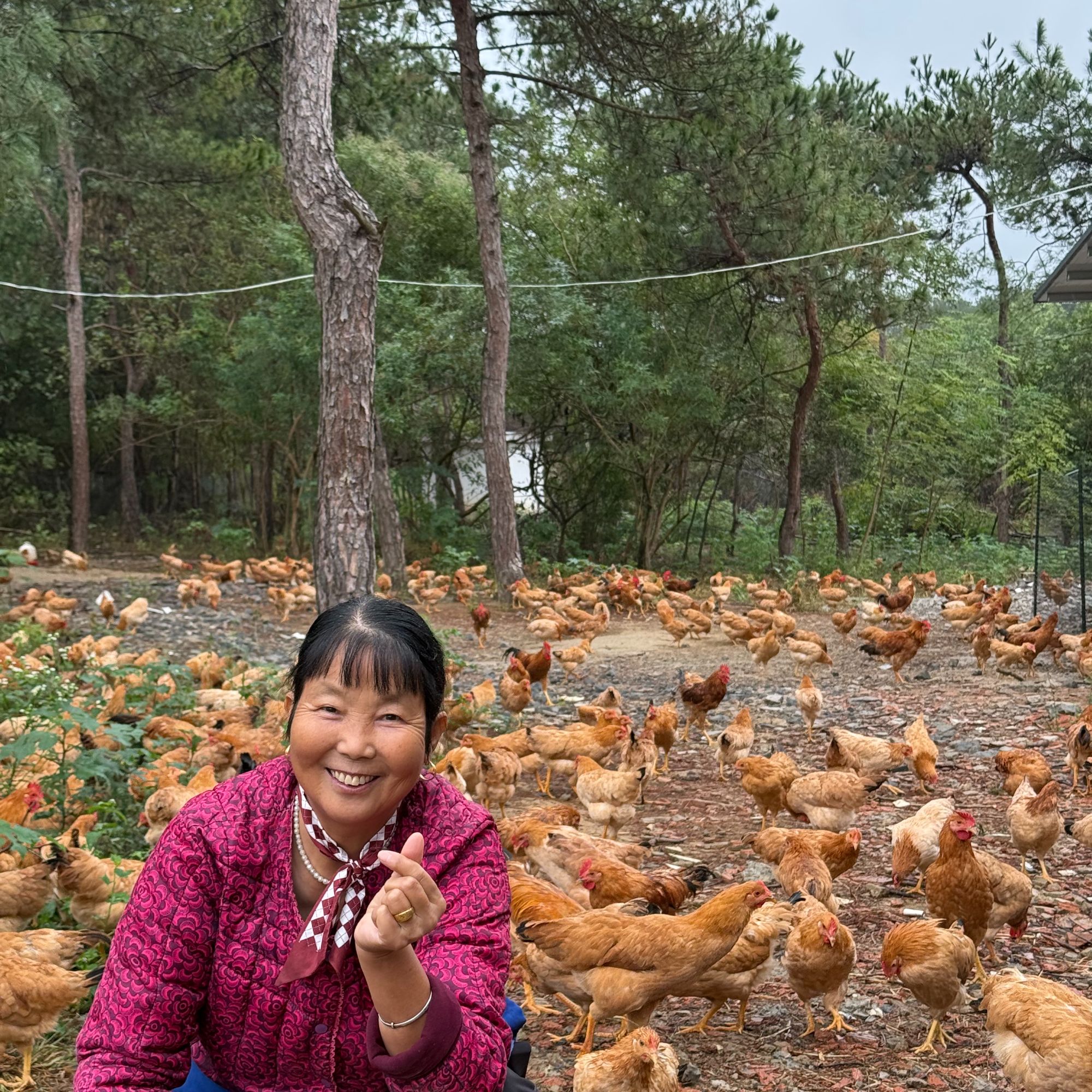 【张徽英】农村散养土鸡顺丰冷链发货
