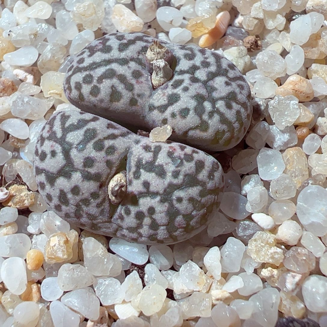 1224-493多肉多肉鸟