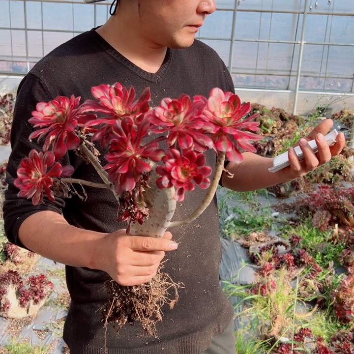 丽娜醉话23号多肉法师