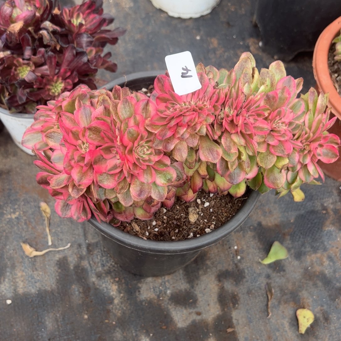 14荔枝缀多肉嘻嘻嘻