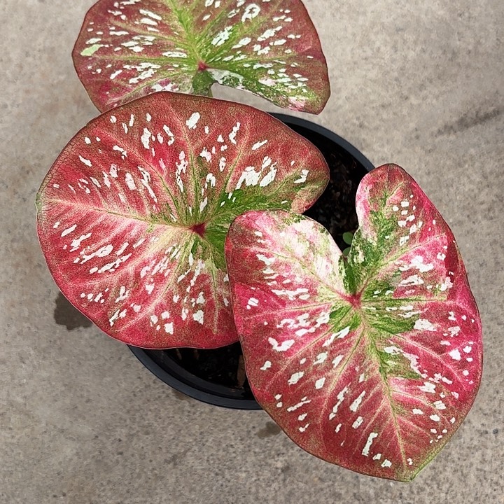 a***i16-1102Super star广东现货