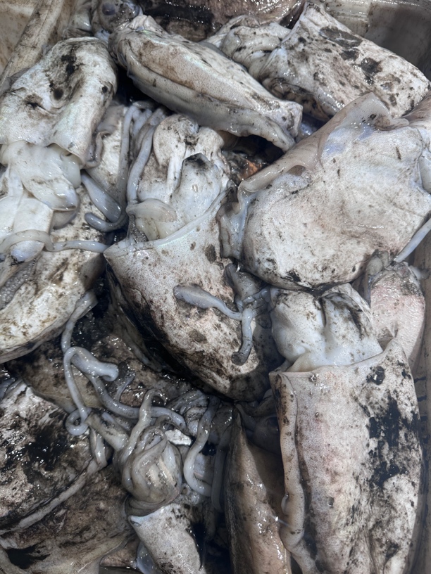 本地原浆墨鱼 5斤包邮（默认不杀真空发货）