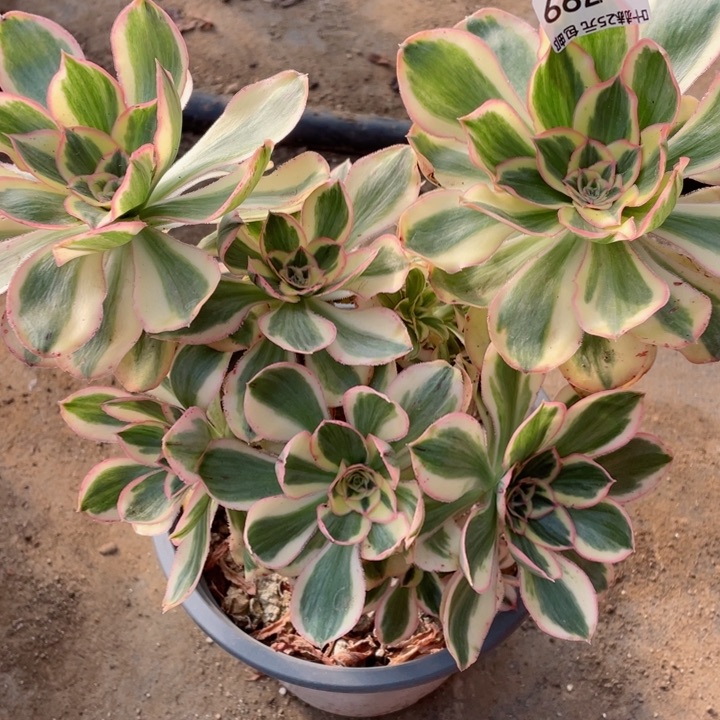 799艳资多肉12345678