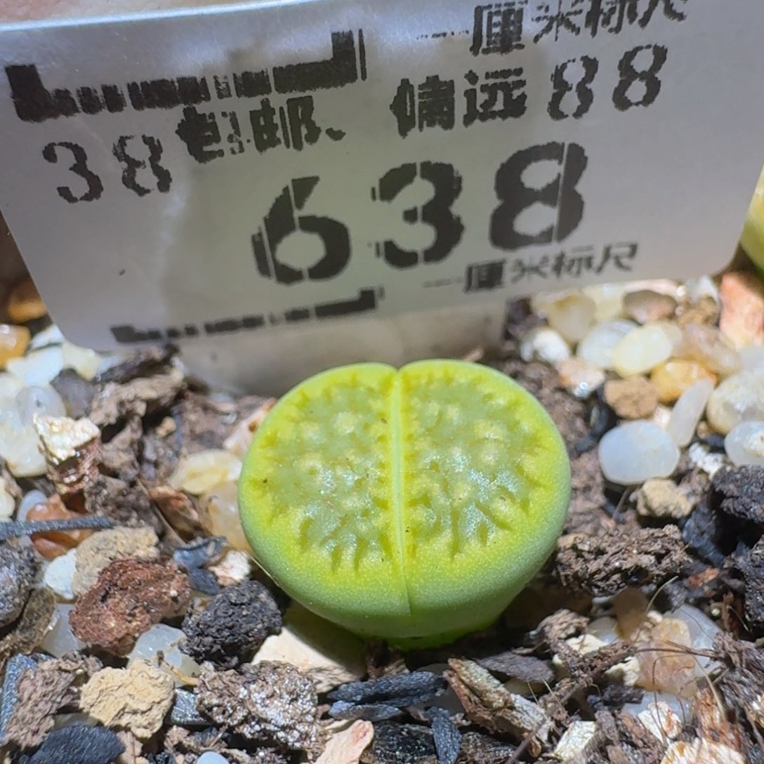 S***!Ssss精品生石花638