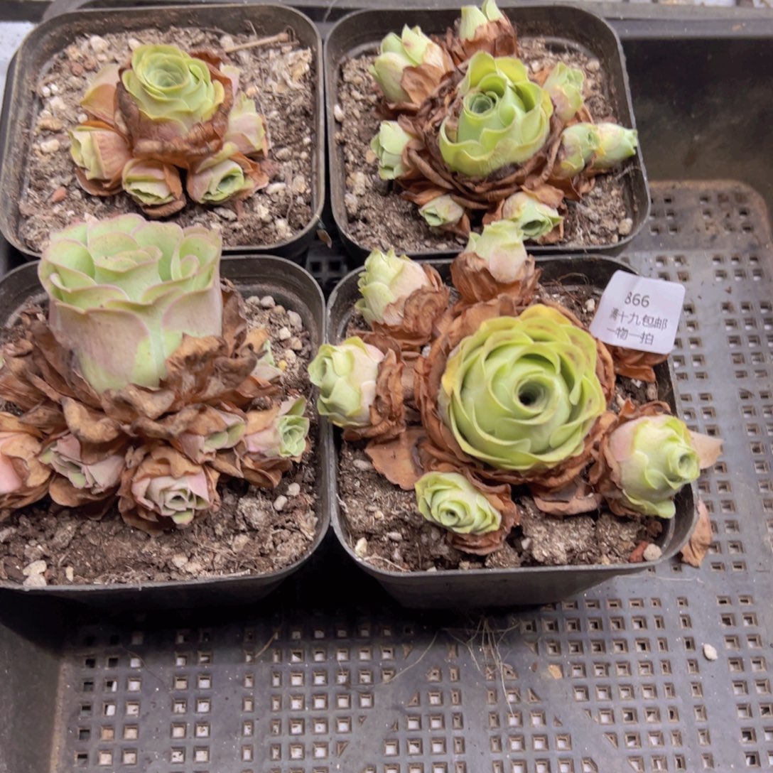 866 侧牙掉了不包损无售后