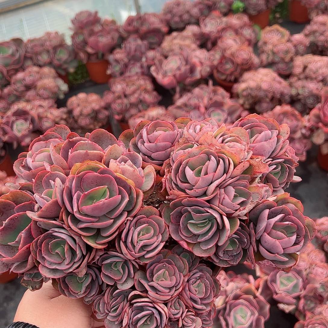 小叶秀妍整桩大盆整桩