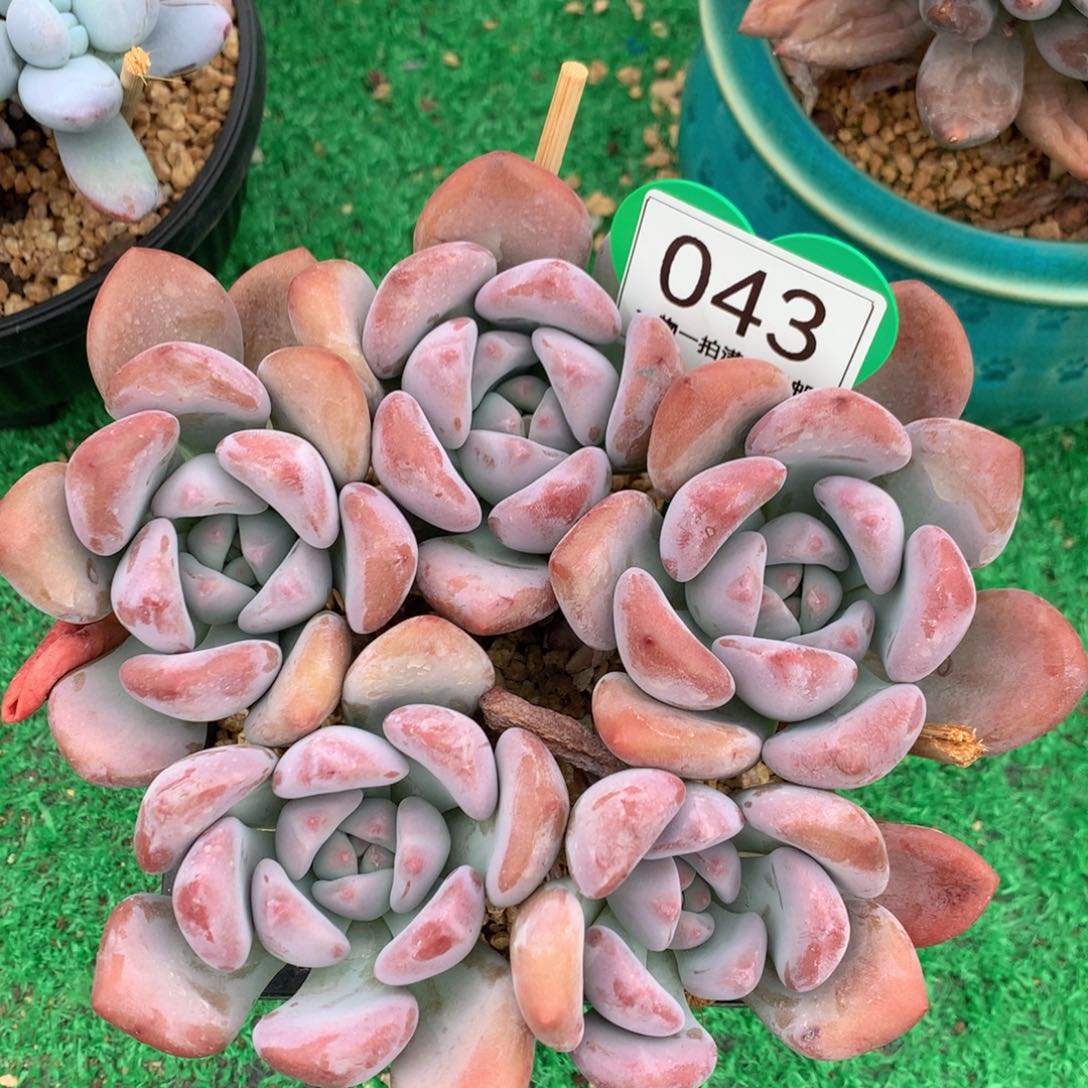 丸叶奥普无砍平头043