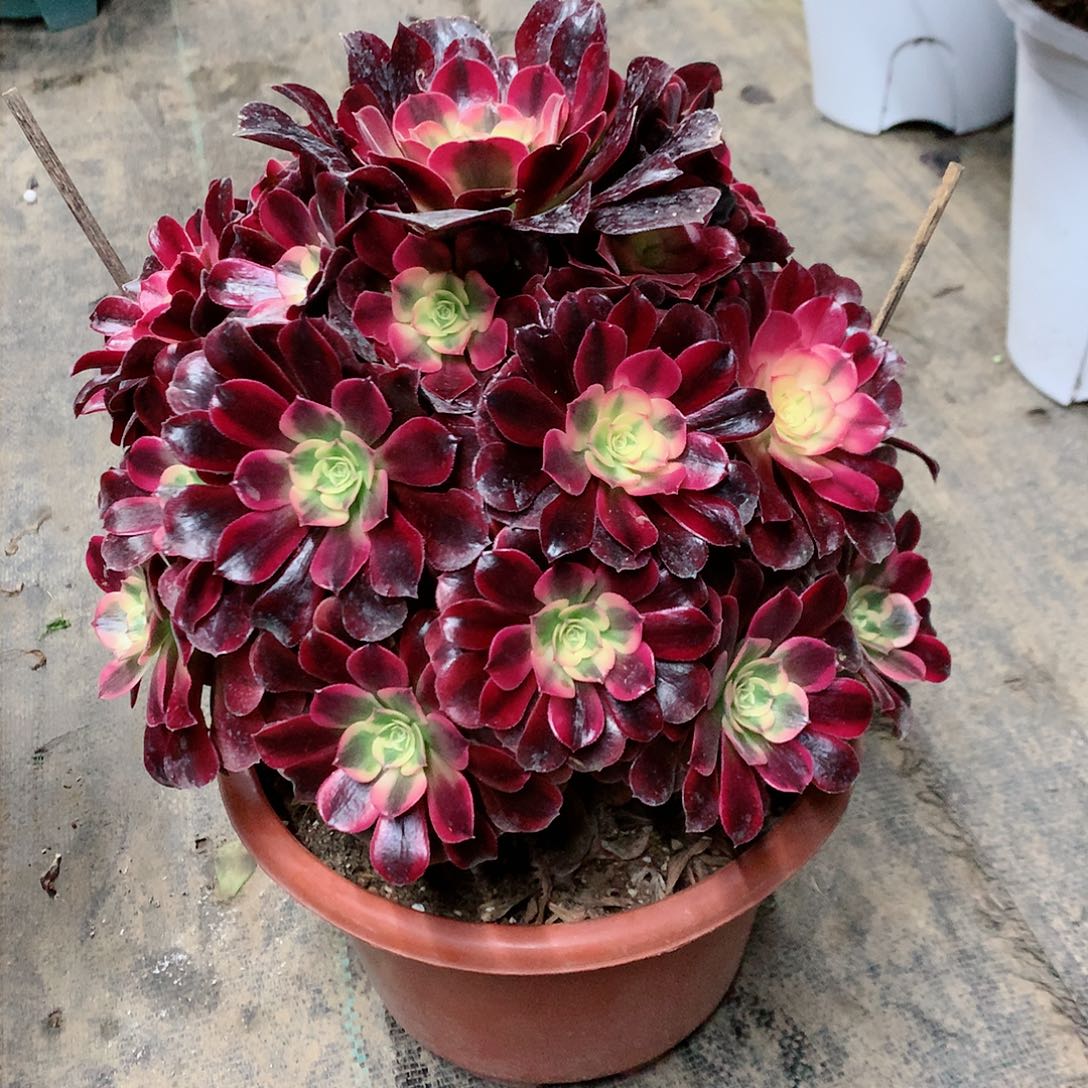 【闪购商品】珍*美杜莎，多肉