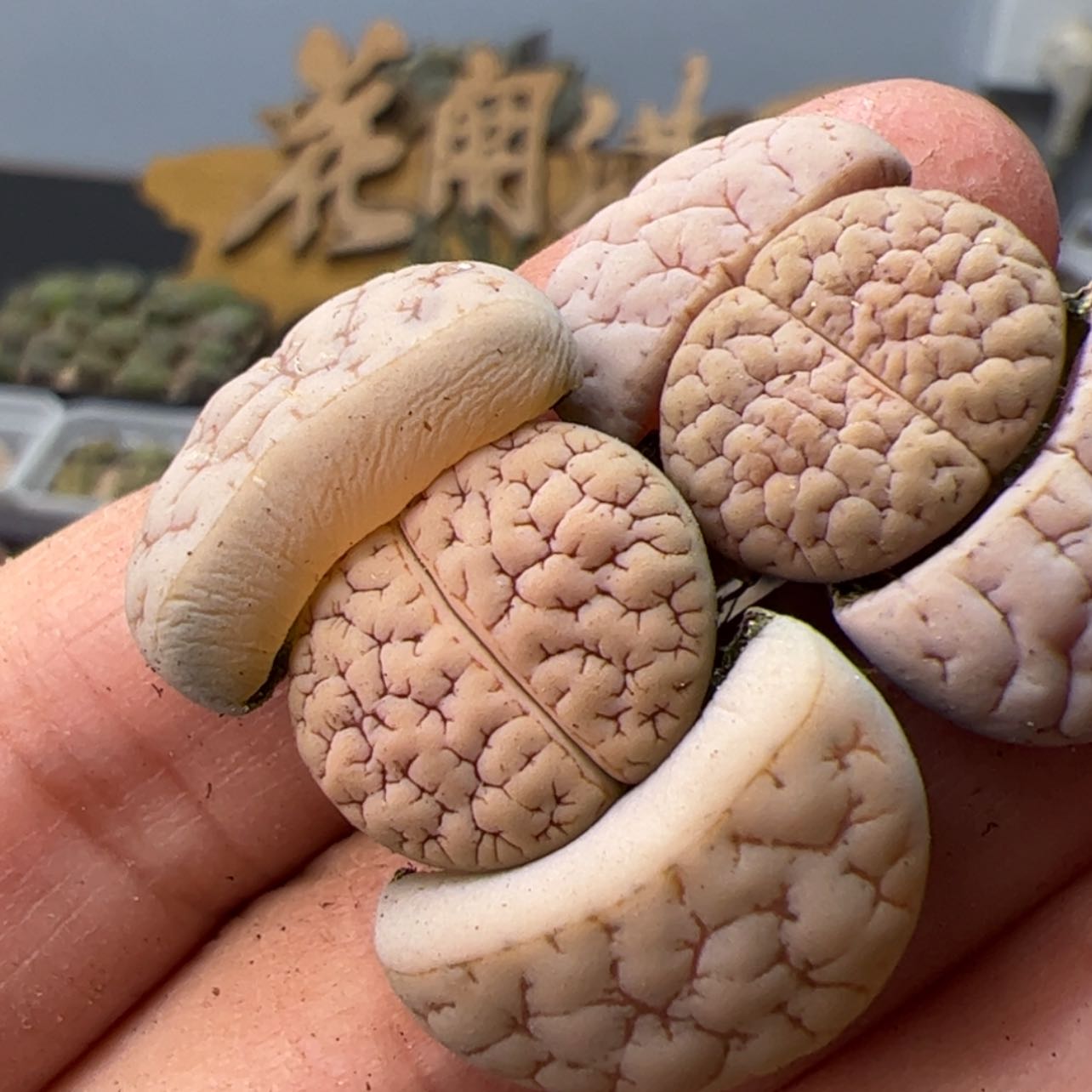 【闪购商品】0000000007