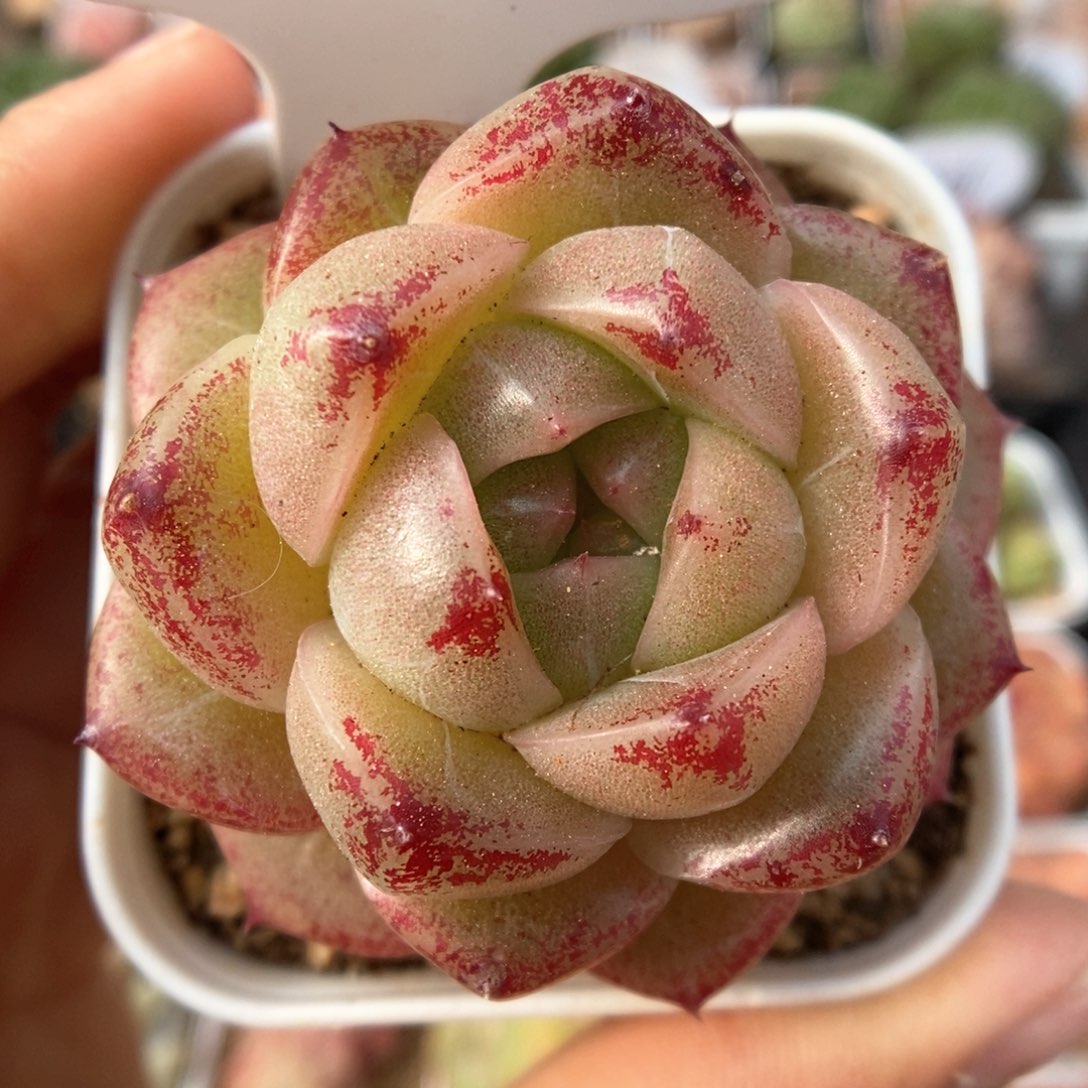 珍妮麦秆可拍357号。 